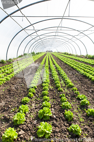 Image of culture of organic salad in greenhouses