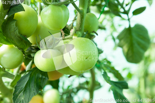 Image of Organic tomatoes in a greenhouse