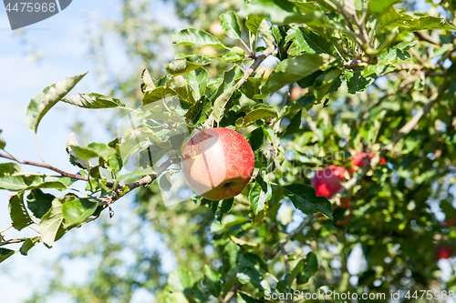 Image of apples in an apple tree in summer