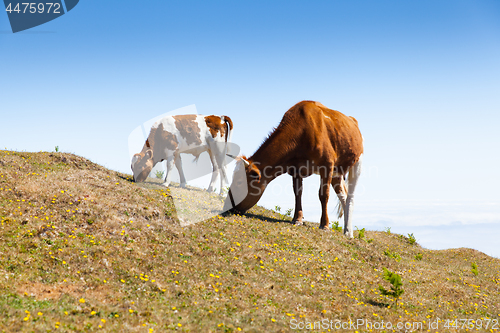 Image of Cow and veal pasture in the mountains madeira