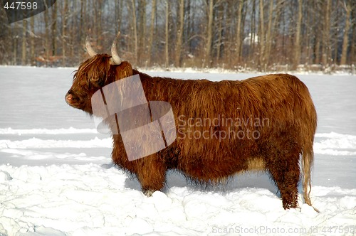 Image of Cow in snow
