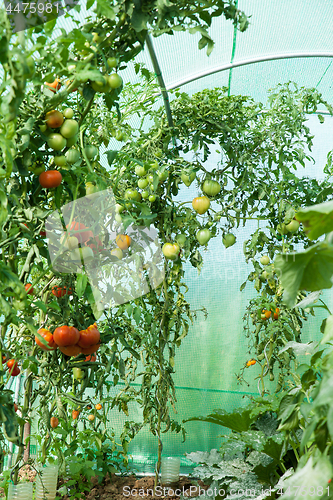 Image of Organic tomatoes in a greenhouse