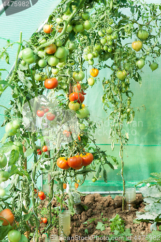 Image of Organic tomatoes in a greenhouse