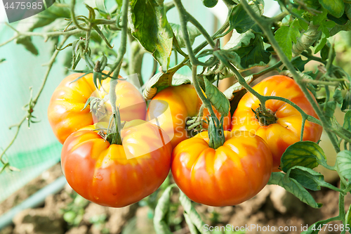 Image of Organic tomatoes in a greenhouse