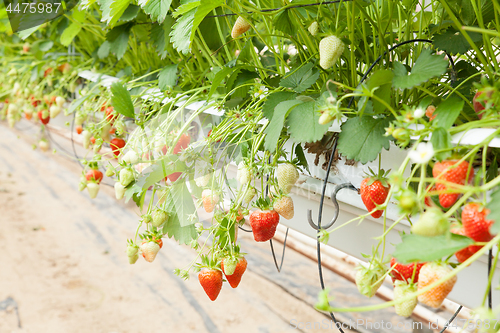 Image of culture in a greenhouse strawberry and strawberries