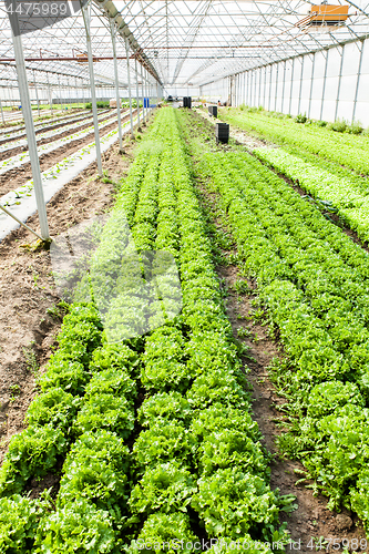 Image of culture of organic salad in greenhouses