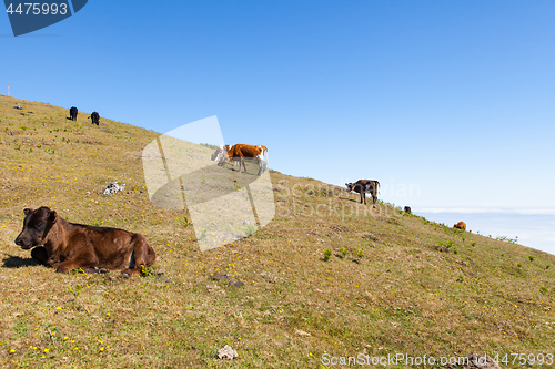 Image of Cow and veal pasture in the mountains madeira