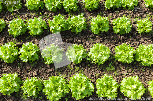 Image of culture of organic salad in greenhouses