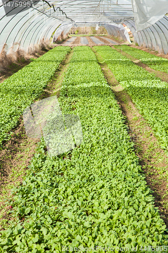 Image of organic radish planting in greenhouses