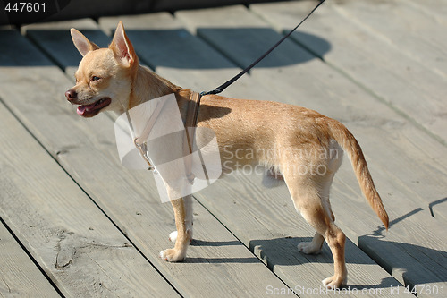 Image of Chihuahua dog