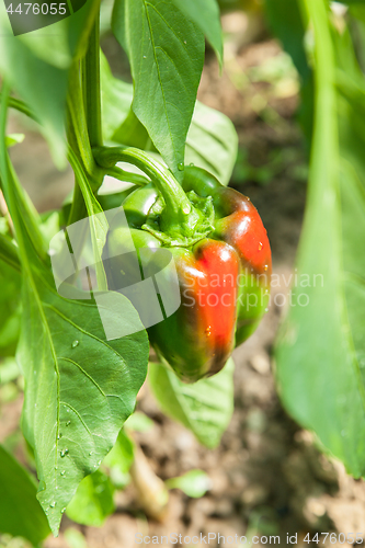 Image of Organic tomatoes in a greenhouse