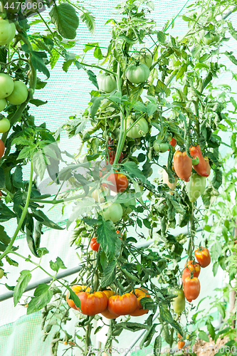 Image of Organic tomatoes in a greenhouse