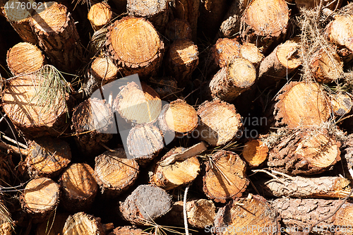 Image of pile of pine tree trunks cut