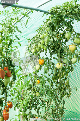 Image of Organic tomatoes in a greenhouse