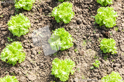 Image of culture of organic salad in greenhouses