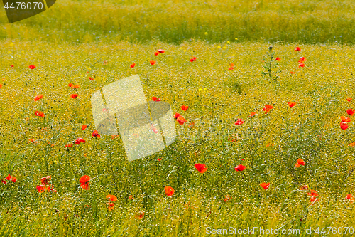 Image of poppies in a field of flax