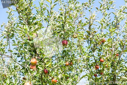 Image of apples in an apple tree in summer