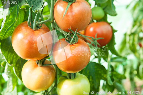 Image of Organic tomatoes in a greenhouse