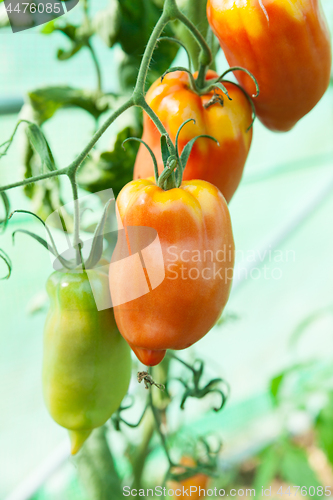 Image of Organic tomatoes in a greenhouse