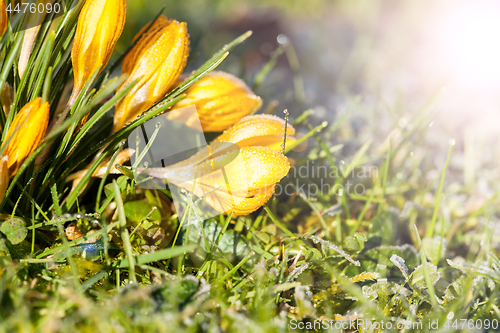 Image of crocus yellow in the morning frost