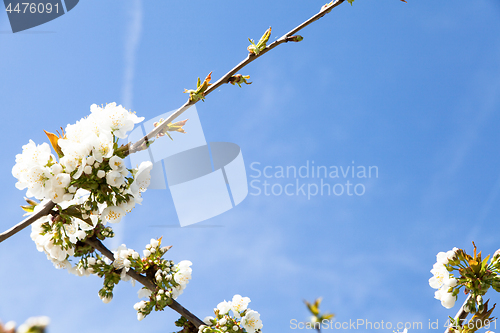 Image of flowering cherry branch on a blue sky