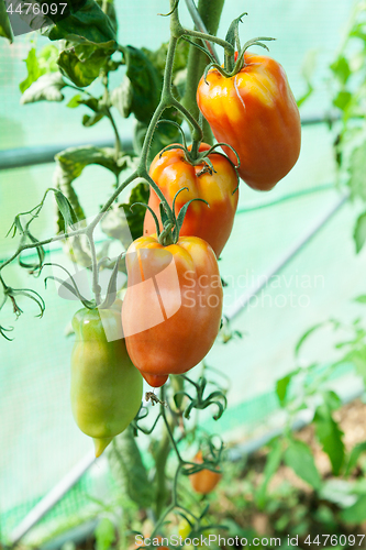 Image of Organic tomatoes in a greenhouse