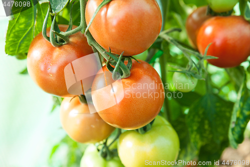 Image of Organic tomatoes in a greenhouse