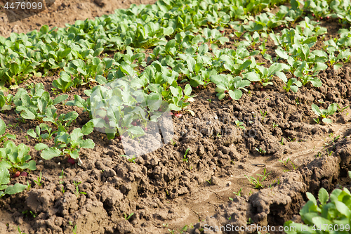 Image of organic radish planting in greenhouses