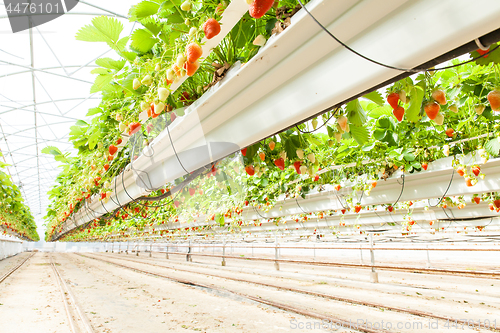 Image of culture in a greenhouse strawberry and strawberries