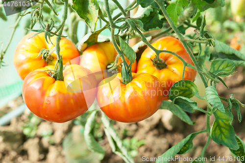 Image of Organic tomatoes in a greenhouse