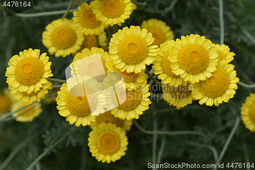 Image of Yellow chamomile Sancti-Johannis