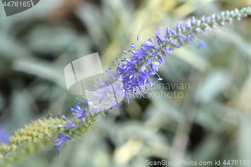 Image of Spiked speedwell