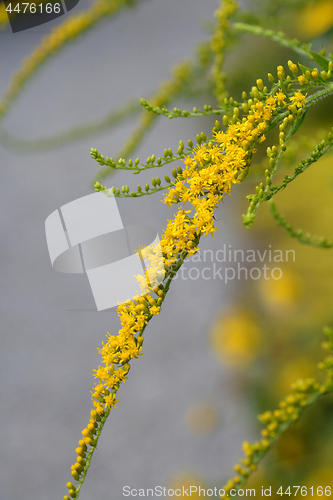 Image of Tall goldenrod