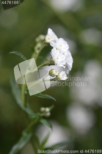 Image of Sneezewort