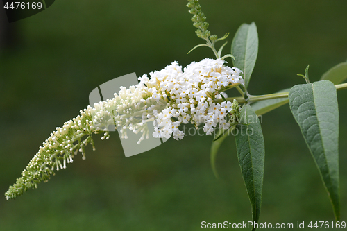 Image of White butterfly-bush