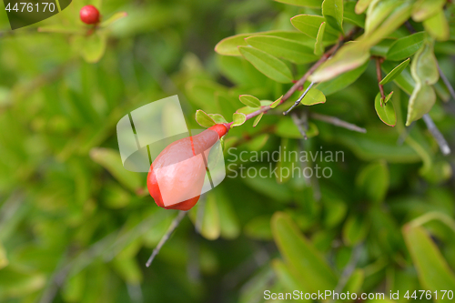 Image of Pomegranate Nana