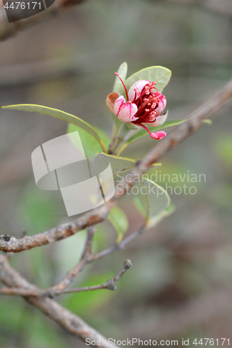 Image of Pineapple guava