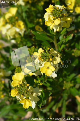 Image of Wallflower Primrose Dame