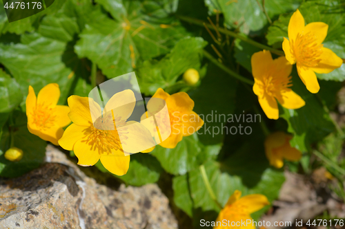 Image of Marsh marigold