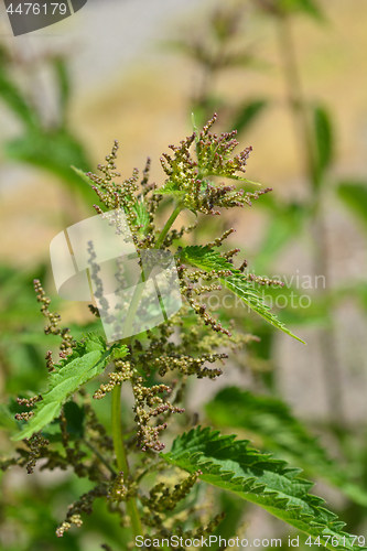 Image of Common nettle