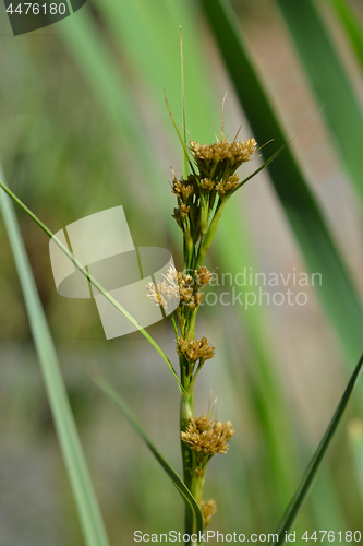 Image of Swamp sawgrass