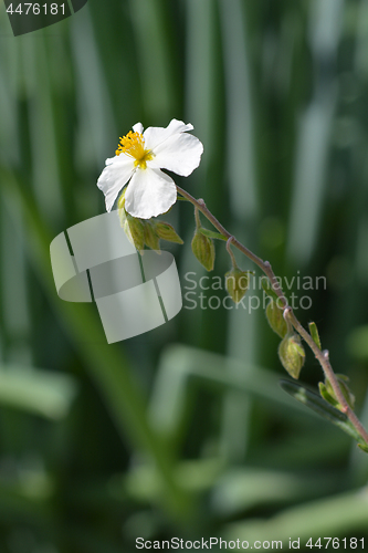Image of White rockrose
