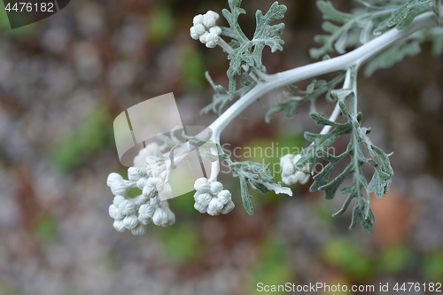 Image of Silver ragwort Cirrus