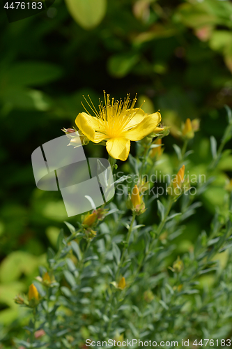 Image of Mount Olympus St Johns-wort