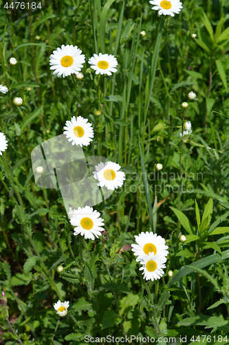 Image of White daisy flowers