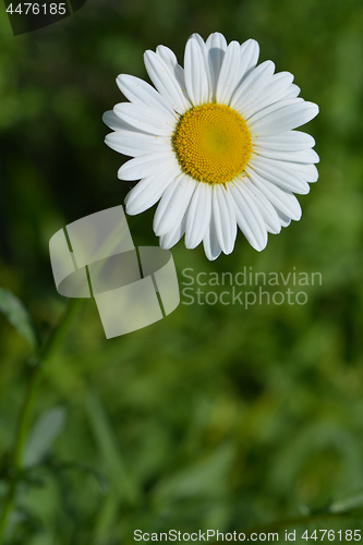 Image of White daisy