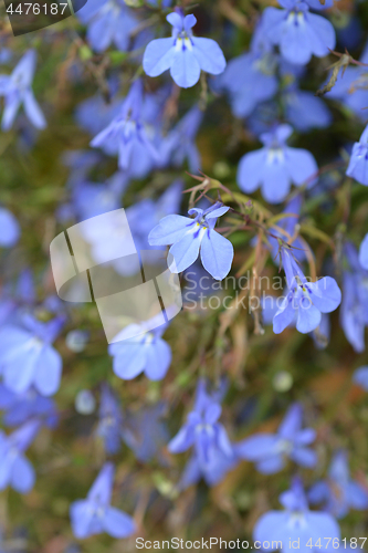 Image of Garden lobelia