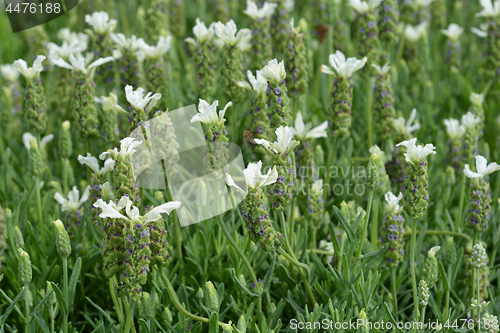 Image of Butterfly lavender Ballerina