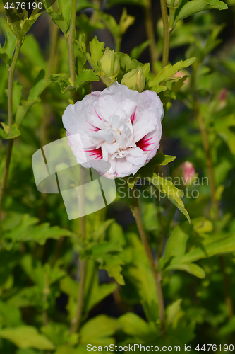 Image of Rose Of Sharon China Chiffon