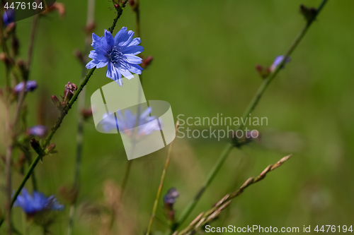 Image of Blue chicory on green meadow.